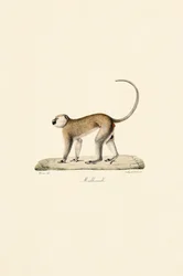 Scimmia Vervet (Malbrouck)