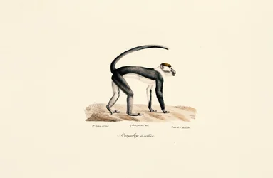 Mangabey dal collare bianco (Cercocebus torquatus)