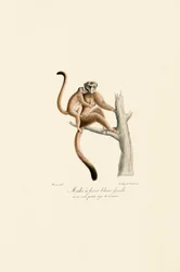 Mangabey dal ciuffo bianco con piccoli
