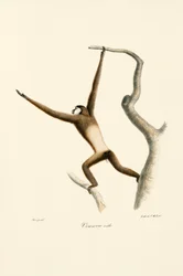 Gibbone dalle mani bianche (Hylobates lar)