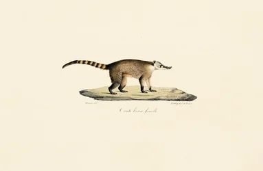 Coati dal naso bianco (femmina)