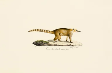 Coati dal naso bianco (femmina, variante più chiara)
