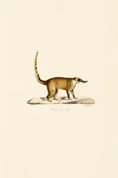 Coati dal naso bianco (maschio)