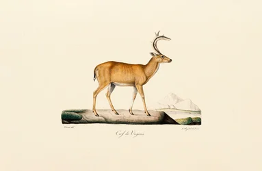 Cervo dalla coda bianca