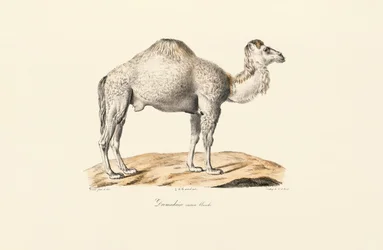 Dromedario bianco