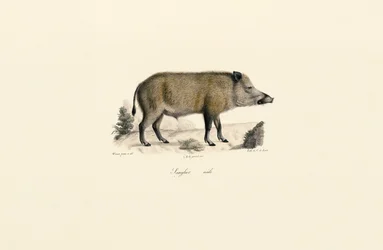 Cinghiale