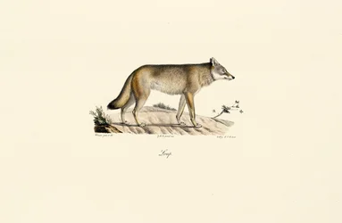 Lupo (Canis lupus)