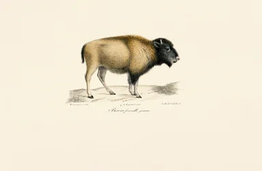 Giovane bisonte americano