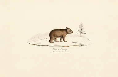 Giovane orso bruno dalla Norvegia