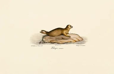 Giovane foca di porto
