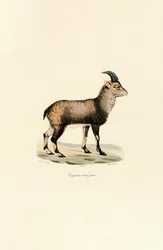 Giovane maschio di stambecco alpino