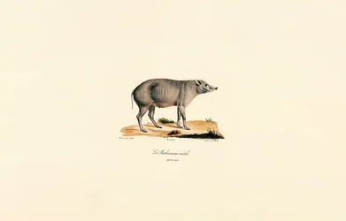 Giovane maschio Babirusa