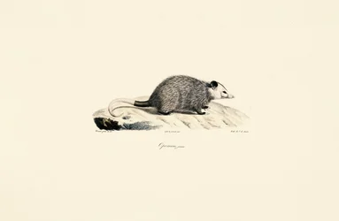 Giovane Opossum