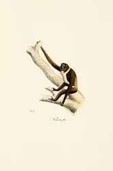 Giovane gibbone dalle mani bianche (Hylobates lar)