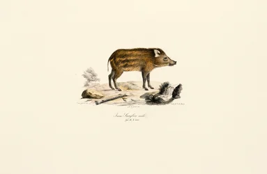 Giovane cinghiale
