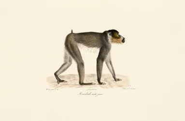 Giovane mandrillo maschio