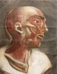 Testa anatomica, da Myologie complete en couleur et grandeur naturelle