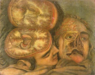 Sezione trasversale del cervello, 1746