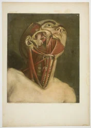 Muscoli del collo, piastra tre da Muscolatura completa in dimensioni e colori naturali