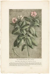 La pervinca di Giava, da Collezione di piante usuali, curiose e straniere