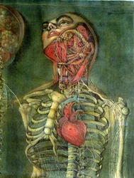 Gola e cuore, tavola da 