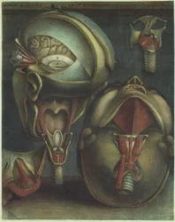 Due vedute della testa
