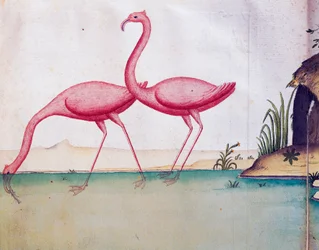 Fenicotteri rosa, Isole Galapagos, acquerello dal diario di bordo di Jacques Gouin de Beauchesne, capitano della Compagnie royale de la Mer du Sud, dal 1698 al 1701, Francia