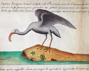 Ibis bianco (Eudocimus albus), isola di Sao Vicente, Capo Verde, acquerello dal diario di bordo di Jacques Gouin de Beauchesne (1652-1730), capitano della Compagnie royale de la Mer du Sud, dal 1698 al 1701, Francia