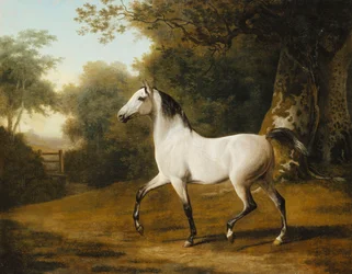 Stallone arabo grigio in un paesaggio boscoso