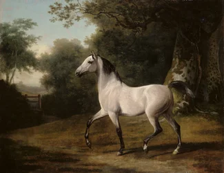 Stallone arabo grigio in un paesaggio boscoso