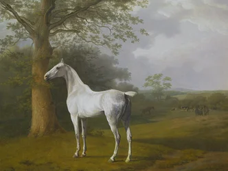 Cavallo grigio al pascolo
