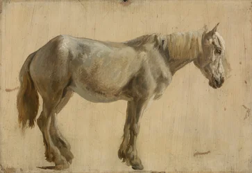 Studio di un Cavallo Grigio