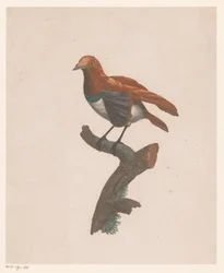 Uccello su un ramo