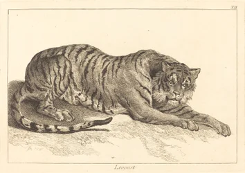Leopardo o Tigre