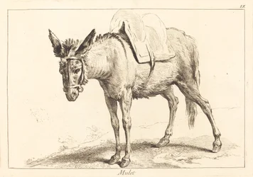 Mulo (Mulo o asino sellato)