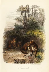 Famiglia di volpi rosse, Vulpes vulpes, fuori da una tana