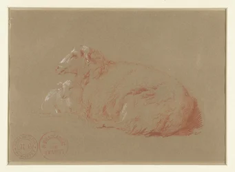 Pecora sdraiata con agnello