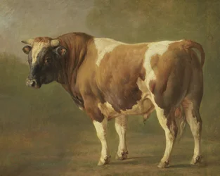 Studio di un toro