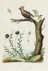 Beccofrusone boemo e scabiosa