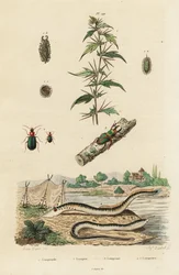 Lampreda di mare e coleotteri