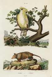 Cacatua crestato giallo e armadillo