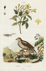 Gelsomino giallo e aquila serpentaria