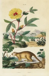 Kinkajou e Rosella