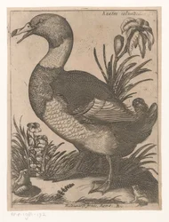 Anatra