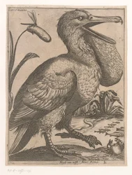 Uccello acquatico