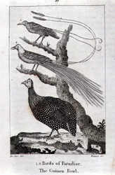 Uccelli del Paradiso e una faraona, da 