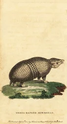 Armadillo brasiliano a tre fasce, Tolypeutes tricinctus, 1800