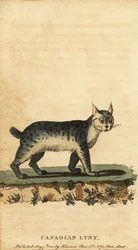 Lince canadese, Lynx canadensis (incisione)