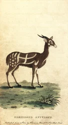 Bushbuck imbrigliato o kewel, Tragelaphus scriptus, 1800 (incisione)