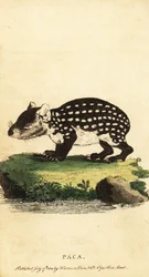 Paca delle pianure o paca maculata, Cuniculus paca (incisione)